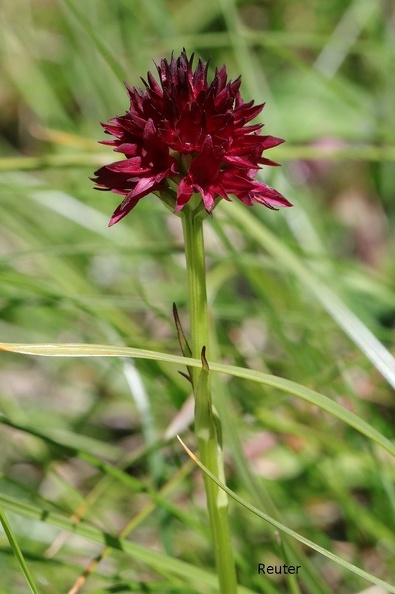 Schwarze Kohlröschen (Gymnadenia nigra).jpg