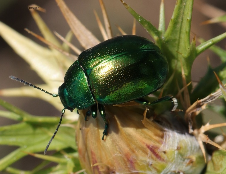 Minzeblattkäfer (Chrysolina herbacea).JPG