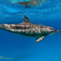 Delfin im Roten Meer.jpg