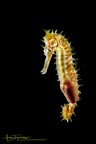 Langschnäuziges Seepferdchen (Hippocampus guttulatus) 