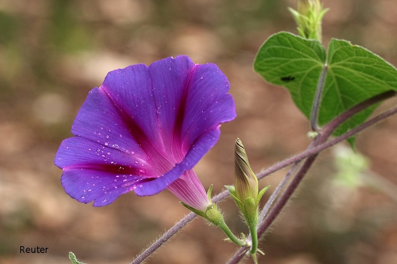 Purpur-Prunkwinde (Ipomoea purpurea)