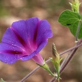 Purpur-Prunkwinde (Ipomoea purpurea)