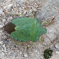 Grüne Stinkwanze (Palomena prasina)