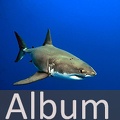 Album Knorpelfische <!--hidden-->