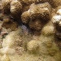 Hawaii-Spitzkopfkugelfisch (Canthigaster jactator)
