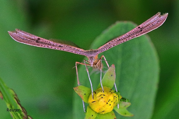 Federmotte (Pterophoridae sp.)