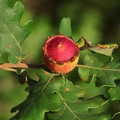 Gallwespe (Andricus quercustozae)