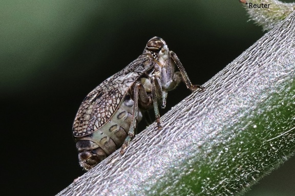 Echte Käferzikade (Issus coleoptratus)