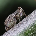 Echte Käferzikade ( Issus coleoptratus).jpg