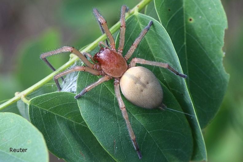 Ammen-Dornfinger - Yellow Sac Spider (Cheiracanthium punctorium)1.jpg