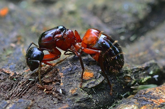 Braunschwarze Rossameise  (Camponotus ligniperda)