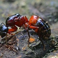 Rossameise (Camponotus ligniperda).jpg