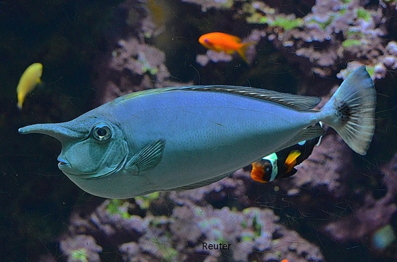 Einhornfisch (Naso brevirostris)