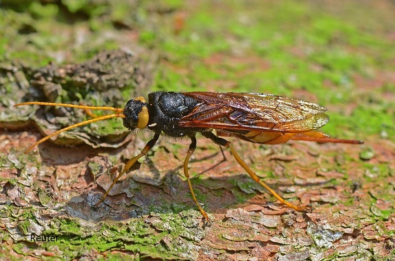 Riesenholzwespe (Urocerus gigas) 