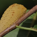 Segelfalter (Iphiclides podalirius)