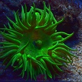 Grüne Riesenanemone (Anthopleura xanthogrammica)