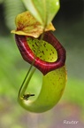 Kannenpflanze (Nepenthes sp.)