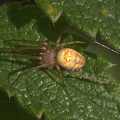 Herbstspinne - Autumn Spider (Metellina segmentata).jpg