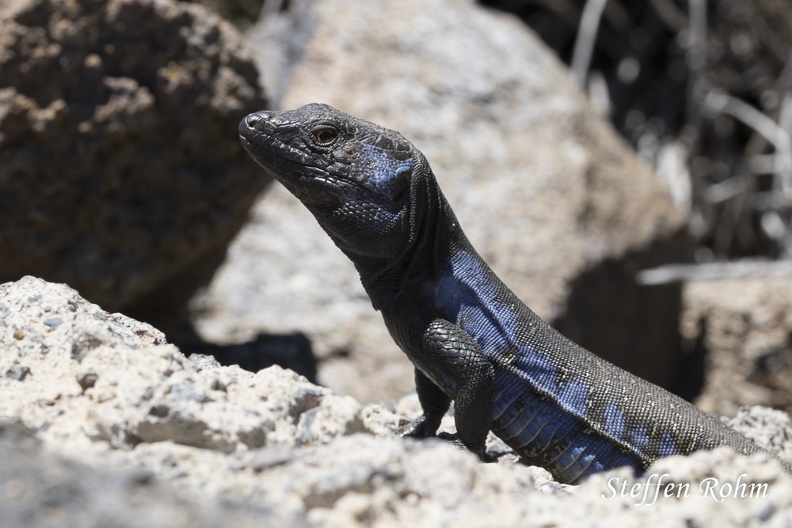 Kanareneidechse - Tenerife Lizard - male - Rohm-180524-9314.jpg