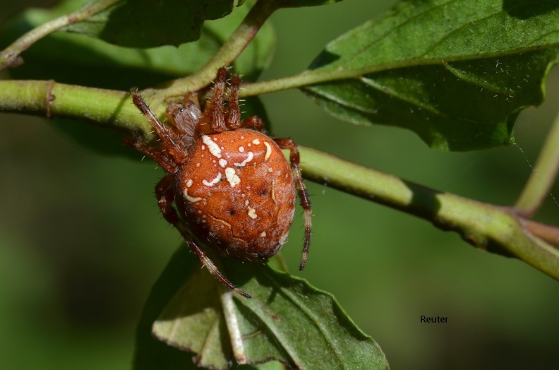 Gartenkreuzspinne (Araneus diadematus).jpg