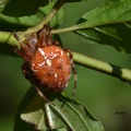 Gartenkreuzspinne (Araneus diadematus)