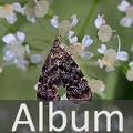 Album Spreizflügelfalter <!--hidden-->