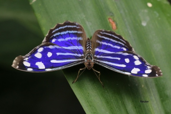 Mexikanischer Blauflügelfalter (Myscelia ethusa)