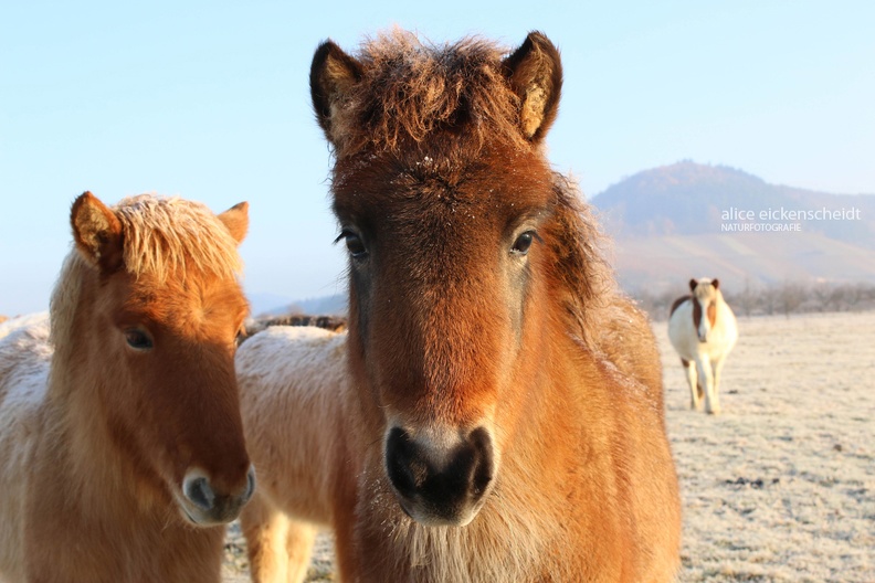 Islandpferd (Equus caballus)