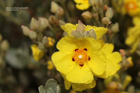 Gelbe Zistrose (Halimium halimifolium)