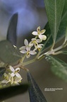 Olivenbaum (Olea europaea) 