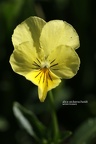 Gelbes Alpen-Stiefmütterchen (Viola lutea)