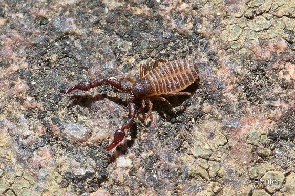 Bücherskorpion (Chelifer Cancroides)