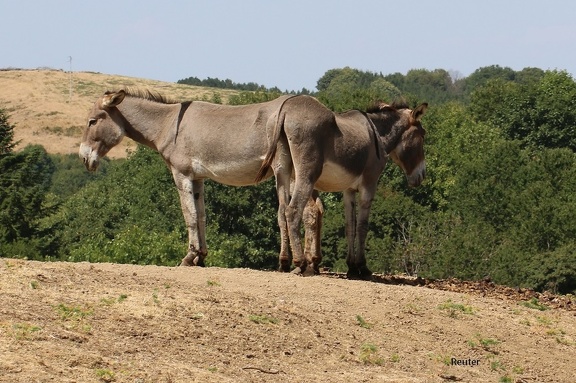 Monte-Amiata-Esel (Equus africanus f. asinus)