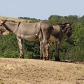 Monte-Amiata-Esel (Equus africanus f. asinus)