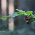Schwarze Tollkirsche (Atropa belladonna)