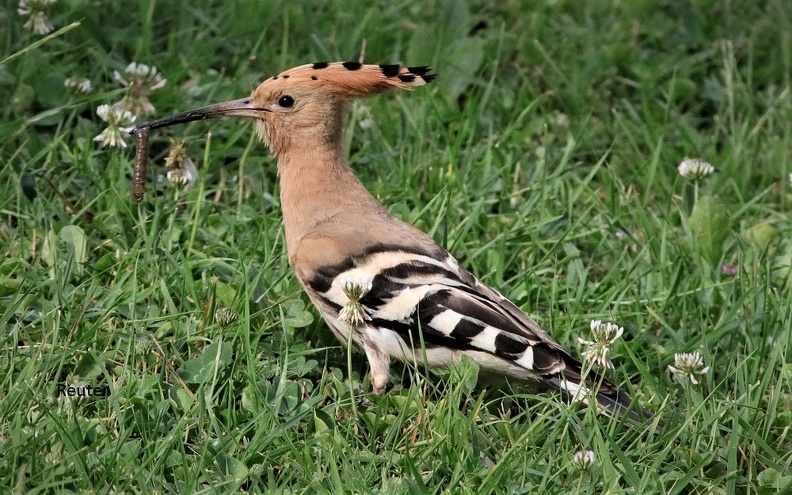 Wiedehopf (Upupa epops)