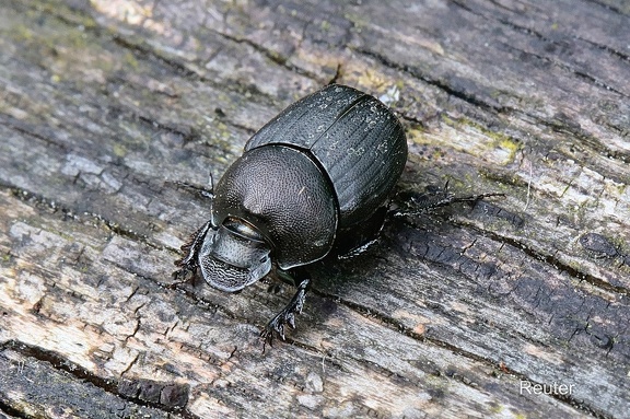 Nickender Pillenkäfer (Onthophagus verticicornis)
