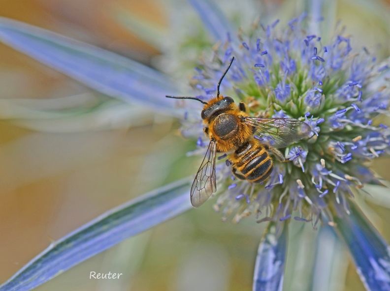 Blattschneiderbiene (Megachile sp.)- Kroatien.jpg