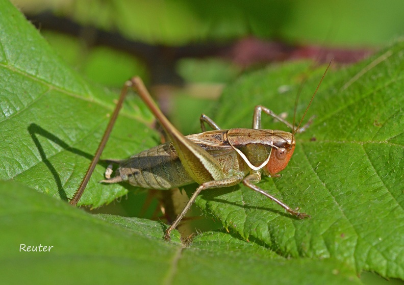 Südliche Strauchschrecke (Pholidoptera fallax).jpg