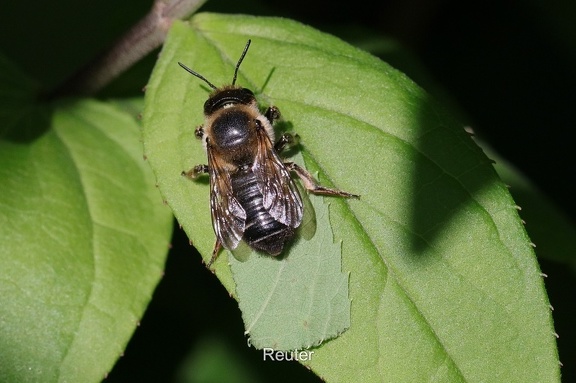 Garten-Blattschneiderbiene (Megachile willughbiella)