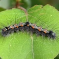 Vierpunkt-Flechtenbärchen (Lithosia quadra)