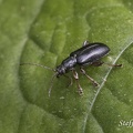 Rohrkäfer (Plateumaris consimilis)