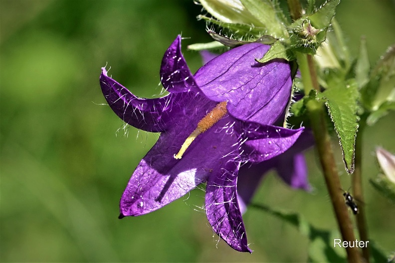 Breitblättrige Glockenblume (Campanula latifolia).jpg