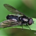 Gemeine Erzschwebfliege (Cheilosia variabilis)