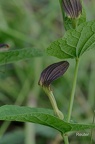 Rundblättrige Osterluzei (Aristolochia rotunda)
