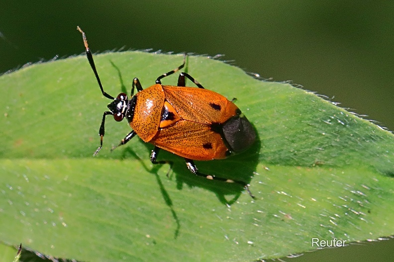 Weichwanze - Plant Bug (Deraeocoris punctum)
Foto: Karl Reuter
Ort: Bibbona, Italien
Kamera: Canon EOS 70 D, EF 100 mm 1:2,8 L IS USM (Canon)
Weichwanze (Deraeocoris punctum)Toscana.jpg