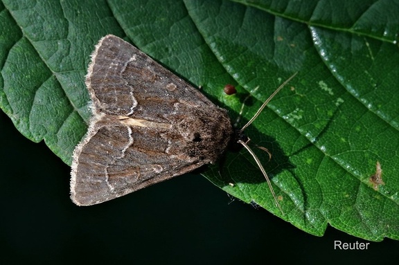 Gelbflügel-Raseneule (Thalpophila matura)