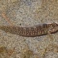 Pfauenschleimfisch (Salaria pavo)