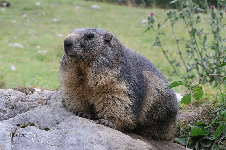 Murmeltier (Marmota).jpg