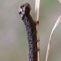 Mittlerer Weinschwärmer (Deilephila elpenor)
